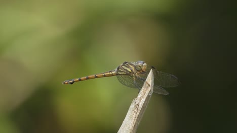Dragonfly-relaxing-on-stick---food-