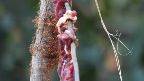 Meat---food---dry--ants-