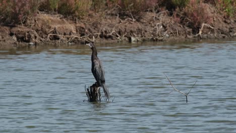 See-on-top-of-a-trunk-facing-to-the-left-while-looking-around,-Little-Cormorant-Microcarbo-niger,-Thailand