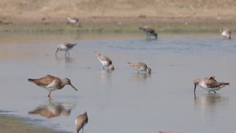 Moving-to-the-right-for-the-left-while-foraging,-Spotted-Redshank-Tringa-erythropus,-Thailand