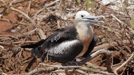 Ein-Junger,-Jugendlicher-Großer-Fregattvogel-Versucht-Sich-Abzukühlen,-Indem-Er-Seinen-Hals-Vibriert-Und-Mit-Den-Flügeln-In-Der-Sonne-Auf-Der-Insel-North-Seymour-In-Der-Nähe-Von-Santa-Cruz-Auf-Den-Galápagos-Inseln-Schlägt