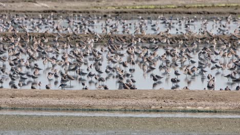 Seen-at-saltpans-resting-during-a-hot-day-while-others-fly-away,-Shorebirds,-Thailand