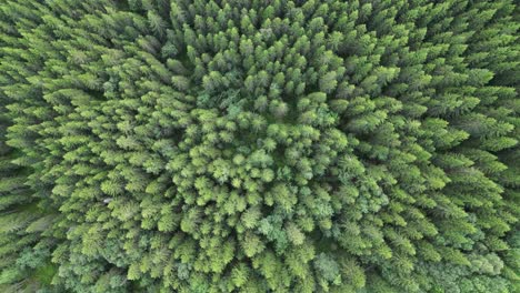 Green-Dense-Forest-with-Pine-Trees---Aerial-Top-Down-Birdseye-View-4k