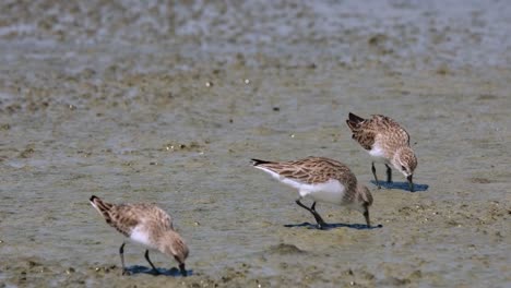 Seen-alone-feeding-at-a-mudflat-and-then-two-more-arrives,-Red-necked-Stint-Calidris-ruficollis,-Thailand