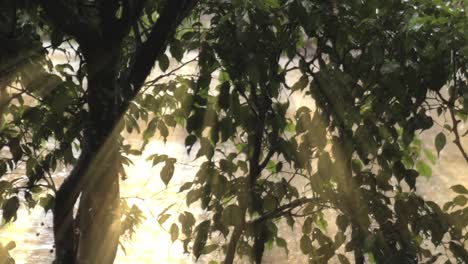 Waldblätter-Wirken-Wie-Ein-Regenschirm-Für-Wassertropfen,-Wenn-Sonnenlicht-Durchbricht