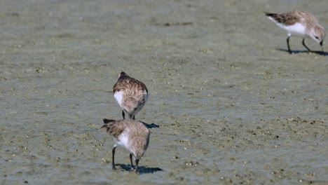 Three-individuals-feeding-together-and-they-all-left-and-one-returned,-Red-necked-Stint-Calidris-ruficollis,-Thailand