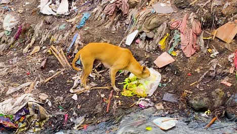 Perro-Sin-Hogar-Comiendo-De-Una-Bolsa-De-Plástico-En-Una-Zona-Contaminada-Del-Sur-De-Asia