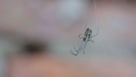 Closeup-of-an-orchard-orb-weaver-spider-sitting-at-the-center-of-her-web