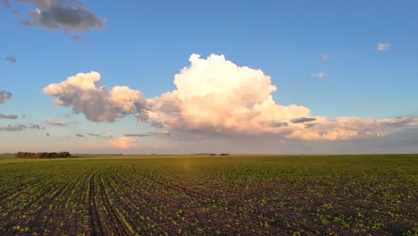Luftaufnahmen-Von-Drohnen,-Die-Im-Sommer-über-Landwirtschaftliches-Ackerland-Fliegen,-Mais--Und-Sojabohnenanbau-Mit-Wolkenbildung-Im-Freistaat,-Südafrika