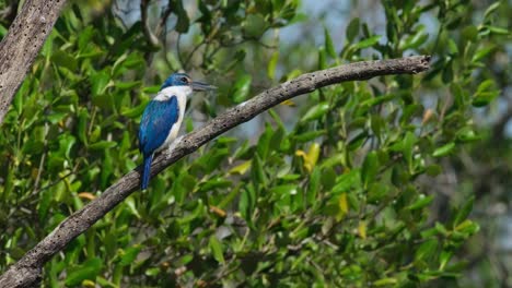Perched-on-a-rotting-branch-bouncing-with-the-strong-wind-as-the-camera-zooms-out,-Collared-Kingfisher-Todiramphus-chloris,-Thailand