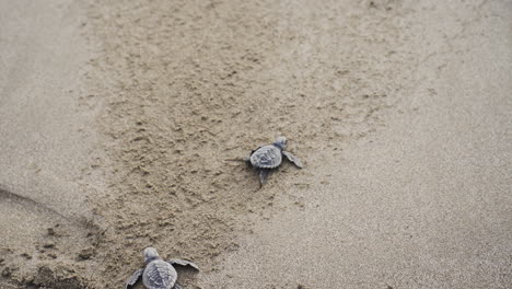Meeresschildkröte-überquert-Den-Strand-Und-Erreicht-Das-Meerwasser