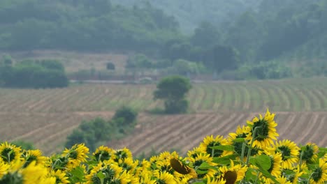 Eine-Wunderschöne-Ackerlandlandschaft-Mit-Sonnenblumen,-Feld,-Bergen-Und-Wald-Und-Einem-Nach-Links-Fahrenden-Auto,-Landschaft,-Thailand