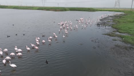 Flamingos-and-other-wading-birds-on-the-shore-of-a-lake-in-the-Free-State-of-South-Africa
