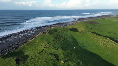 Aerial-dolly-shot-revealing-farm-animals-grazing-at-the-coast-of-Doolin