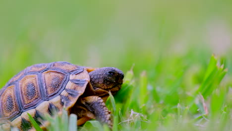 Close-up-side-view-of-tiny-angulate-tortoise-Chersina-angulata-on-grass