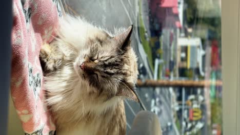 Vertical-medium-shot-of-a-cute-female-adult-ragdoll-grey-long-hair-cat-resting-on-a-pink-blanket-and-basking-in-the-sun-on-the-window-sill-of-an-apartment-during-a-warm-summer-day