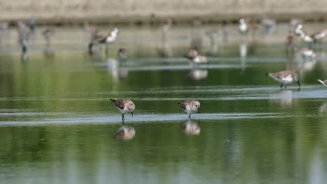 Camera-follows-to-the-right-as-these-shorebirds-forage-for-food-at-a-saltpan,-Red-necked-Stint-Calidris-ruficollis,-Thailand