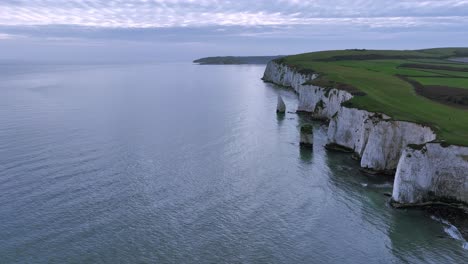 Flying-off-shore-from-the-white-chalk-cliffs-of-Old-Harry-Rocks,-near-Studland,-Dorset