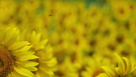 Die-Kamera-Zoomt-Heraus-Und-Zeigt-Dieses-Sonnenblumenfeld-Und-Einige-Blumen-Im-Vordergrund,-Gewöhnliche-Sonnenblume-Helianthus-Annuus,-Thailand
