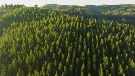 Spruce-Forest-Trees-Over-Mountains-Near-Encoro-da-Ribeira-Lake,-A-Coruña,-Spain