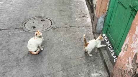 Dos-Gatos-Esperando-A-Su-Dueño-Para-Comer-En-La-Puerta-De-Una-Antigua-Puerta-Tradicional-Bengalí-Con-Alpana