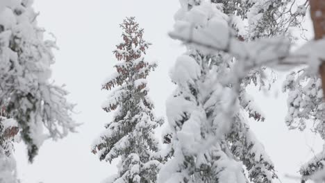 Finnish-Winter-Spruce-Tree-Snowing