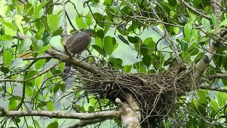 a-mother-crested-goshawk-eagle-watches-over-a-nest-after-her-young-can-fly-away