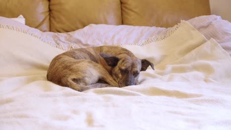 Der-Hund-Liegt-Auf-Dem-Bett-Und-Fällt-In-Einen-Tiefen-Schlaf