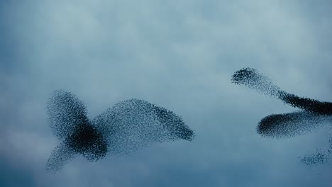 Pájaros-Volando-Juntos,-Creando-Formas-En-El-Cielo