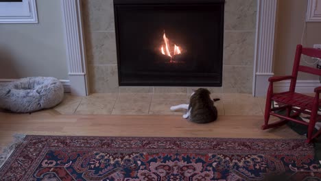 Pet-cat-grooming-its-fur-by-a-warm-fireplace