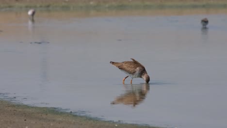 Dipping-its-head-in-the-water-reaching-for-the-muddy-part-to-get-its-food,-Spotted-Redshank-Tringa-erythropus,-Thailand