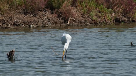 Seen-moving-towards-the-right-and-foraging-for-some-food-during-a-windy-day,-but-the-thing-that-it-lifted-was-just-a-ball-of-mud-or-something,-Intermediate-Egret-Ardea-intermedia,-Thailand