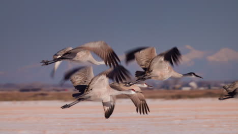 Sandhill-Cranes-taking-flight-in-winter-close-up-slow-motion