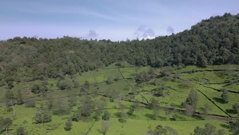 Aerial-view-of-tea-plantation-with-forest-on-the-background