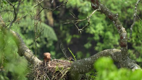 Ein-Javanisches-Habichtsadlerküken,-Das-Gerade-Erwachsen-Wird,-Blickt-Von-Seinem-Nest-In-Einem-Hohen-Baum-Herab-Und-Beginnt-Dann,-Das-Springen-Zu-Lernen