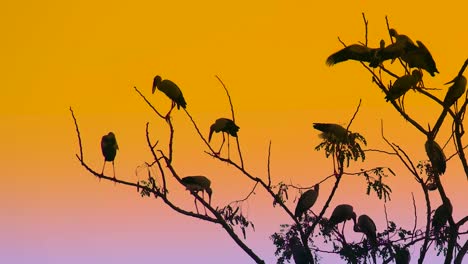 Asiatische-Openbill-Storchvögel-Thronten-Auf-Einem-Großen-Baum-In-Einem-Lebhaften-Sonnenuntergang