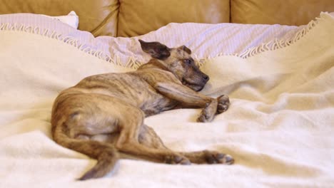 Fauler-Hund-In-Streifen,-Friedlich-Schlafend-Auf-Einem-Gemütlichen-Bett