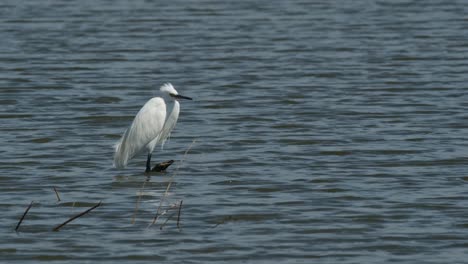 Facing-to-the-right-while-the-camera-zooms-out-during-a-windy-day,-Little-Egret-Egretta-garzetta,-Thailand