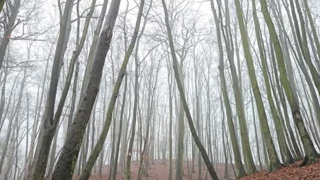Late-fall-scenery-with-beech-trees-and-hills-covered-with-fog