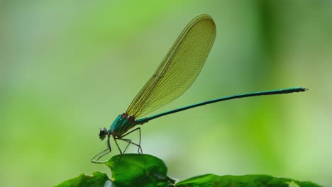 Camera-zooms-in-revealing-this-damselfly-on-the-leaf-bouncing-with-some-wind-in-the-forest,-Clear-winged-Forest-Glory,-Vestalis-gracilis,-Thailand