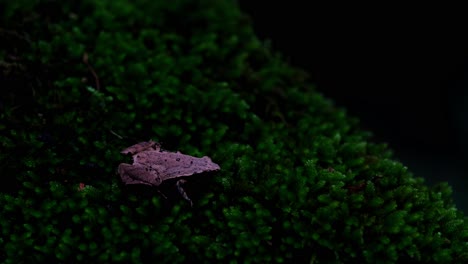 Seen-in-the-dark-of-the-forest-on-a-patch-of-moss-as-if-there-is-no-movement-but-look-closer-and-see-the-details,-Dark-sided-Chorus-Frog-or-Taiwan-Rice-Frog-Microhyla-heymonsi,-Thailand