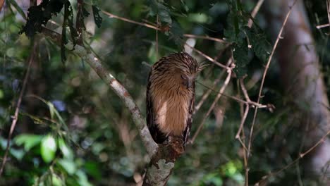 Looking-to-the-right-and-then-deep-down-as-it-yawns-opening-its-mouth-wide,-Buffy-Fish-Owl-Ketupa-ketupu,-Thailand