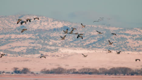 Sandhill-Crane-migration-flying-against-a-snowy-sunrise-mountain-range-in-slow-motion