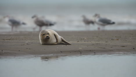 Close-up-of-a-harbor-seal-laying-on-a-sandy-beach-with-a-bunch-of-out-of-focus-seagulls-standing-in-the-background-near-the-breaking-surf