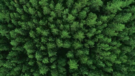 Steady-drone-shot-of-trees-moving-in-the-wind