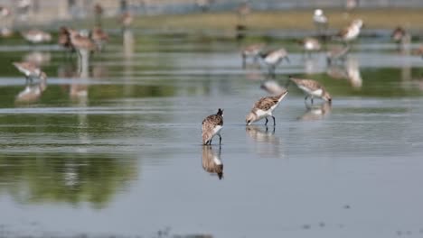 One-with-a-tag-in-the-middle-busy-feeding-while-other-birds-at-the-background-are-busy-as-well,-one-bird-running-from-right-to-left,-Red-necked-Stint-Calidris-ruficollis,-Thailand