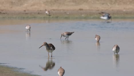 Dipping-bill-deep-into-the-water-while-foraging-with-the-rest-of-the-shorebirds,-Spotted-Redshank-Tringa-erythropus,-Thailand