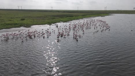Die-Ufer-Eines-Sees-Mit-Flamingos-Und-Watvögeln-Im-Freistaat-Südafrika