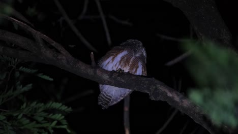 Looking-back-to-its-left-side-then-turns-its-head-as-seen-perching-up-a-tree-in-the-middle-of-the-night,-Asian-Barred-Owlet-Glaucidium-cuculoides,-Thailand