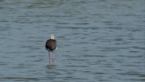 Seen-from-its-back-looking-to-the-left-and-then-to-the-right,-Black-winged-Stilt-Himantopus-himantopus,-Thailand